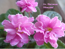 ��, �������� (������)