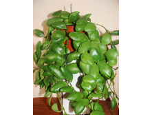 Hoya incurvula- ������������ ��������.