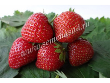 ��������� ������ (5��)(�������, ���������, �������������).jpg