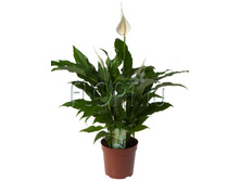 ����������� 19�90. 998,24 ���.jpg