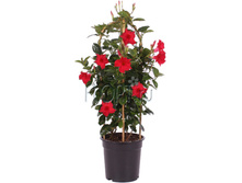 ���������� ��������� ������� 17�60. 1114,05 ���.jpg