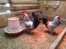 ������������