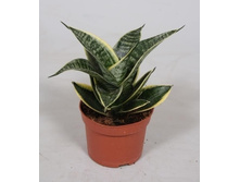 ����������� Golden Edge Hahnii-250�