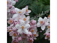 ������ ��������� ���� ����.jpg