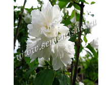 ������ ������� (��������) ����� ����� (V2�.) (������ �����, ��������, ������ ����� 1.5�).jpg