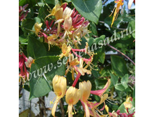 ��������� ������� ���������.jpg