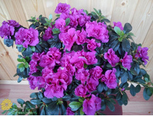 ������ ����������  - 450 ���.