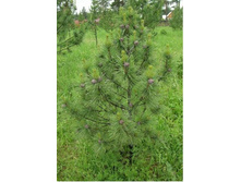 ������� ����� ���������� - �������� ������������ ������ ����� ������� �������� 18 ���, ������� �������� 10 ���, ������ 65 ��, ������ - 25 �����.jpg