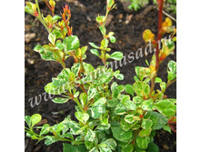 �������� �������� ��������.jpg