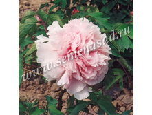 ���� ����������� ������� ����� ����� ������� �������.jpg