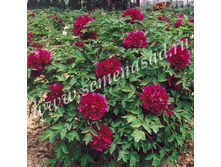 ���� ����������� ������� ����� ����� �������.jpg