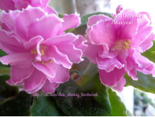 ��, �������� (������)