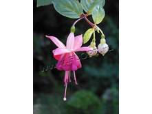 ������ ���� ����� 10�20. 136,5 ���.jpg