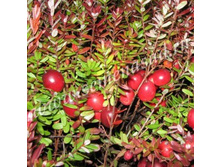 ������ ������������� �������� (V2�).jpg