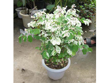 ������� �������...