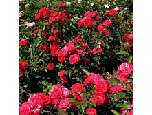 ���� �������������� ����� ����.jpg