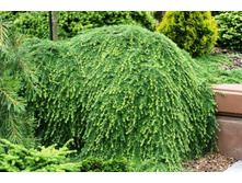 56295b1cd292a tsuga tsuga canadensis coles prostrate-11330.jpg