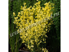 �������� ������ ������.jpg