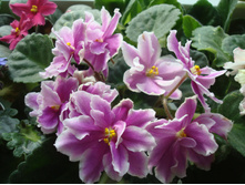 ������ Music Box Dancer