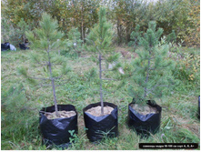 ������� ����� ���������� ����� ���� 1.jpg