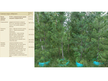 ������� ����� ���������� 230-250�� 20 000���.jpg