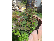 2015-07-26 14.24.37.jpg