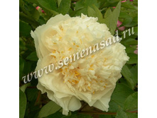 ���� ����������� ������������ ����� ��'� ������.jpg