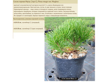 ����� ������ ����� 10-15�� 1� 250���, 15-20�� 3� 600 ���.jpg