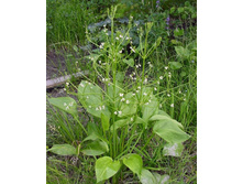 ������� 230�.jpg