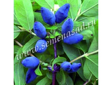 ��������� ��������� �������.jpg