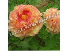 ���� ����������� ������������ ����� �����.jpg