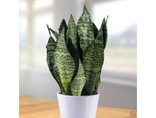 Sansevieria Zeylanica-200�