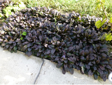 ������� 30 ���. �������