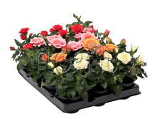 ���� ������� ���� 6�10. 114,45 ���.jpg