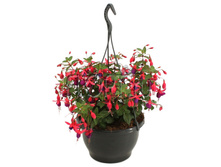 ������ ������ ��������� 23�35. 649,95 ���.jpg