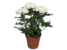 ���������� ������ ���� 13�35. 164,94 ���.jpg