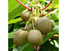 ��������� ������ ��������� (V2�) (�������, ����� ����. � �������).jpg