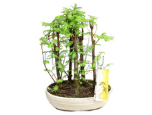 ������ ���� � ������ 22�35. 1968,6 ���.jpg