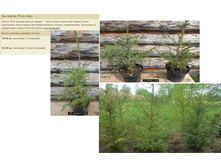 ��� ������ 25-40�� 1 � 250���, 35-50�� 3� 600���.jpg