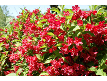 ������� ��������� ��� ����� ���.jpg