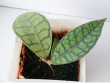 Callistophylla -kalistofilla250�