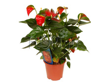 �������� ���� ����� 12�40. 431,95 ���.jpg