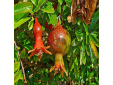 ������ ���������� ����.jpg