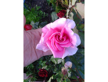 2015-08-15 17.04.55.jpg