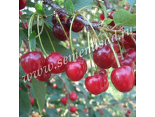 ����� ��������� (V5-10�) (������������, �������, �������).jpg