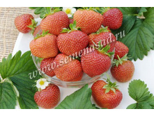 ��������� ����� ( 5��) (�������, ����� ������������ �����, ���������).jpg