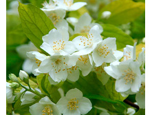 ������ ������� (��������) ������ (V2�.) (���� ������, ������ �����).jpg