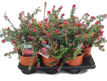 ��������� ������� 15�60. 832,13 ���.jpg