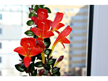 �������� sh crazy carnival - �/� 100 ���..jpg