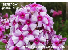 ������� -195�.jpg